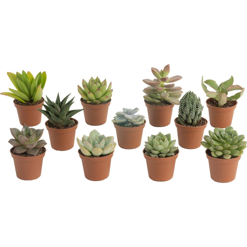 Costa Farms Mini Unique Indoor Succulent Plants in 2 in. Round Grower Pot Avg. Shipping Height 2 in. Tall (11-Pack) CO.SUCMINI.GP11