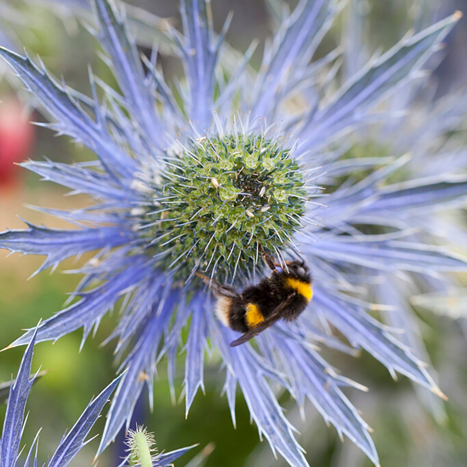 Van Zyverden Sea Holly Jos Eijking Set of 3 Plant Roots Blue Full Sun