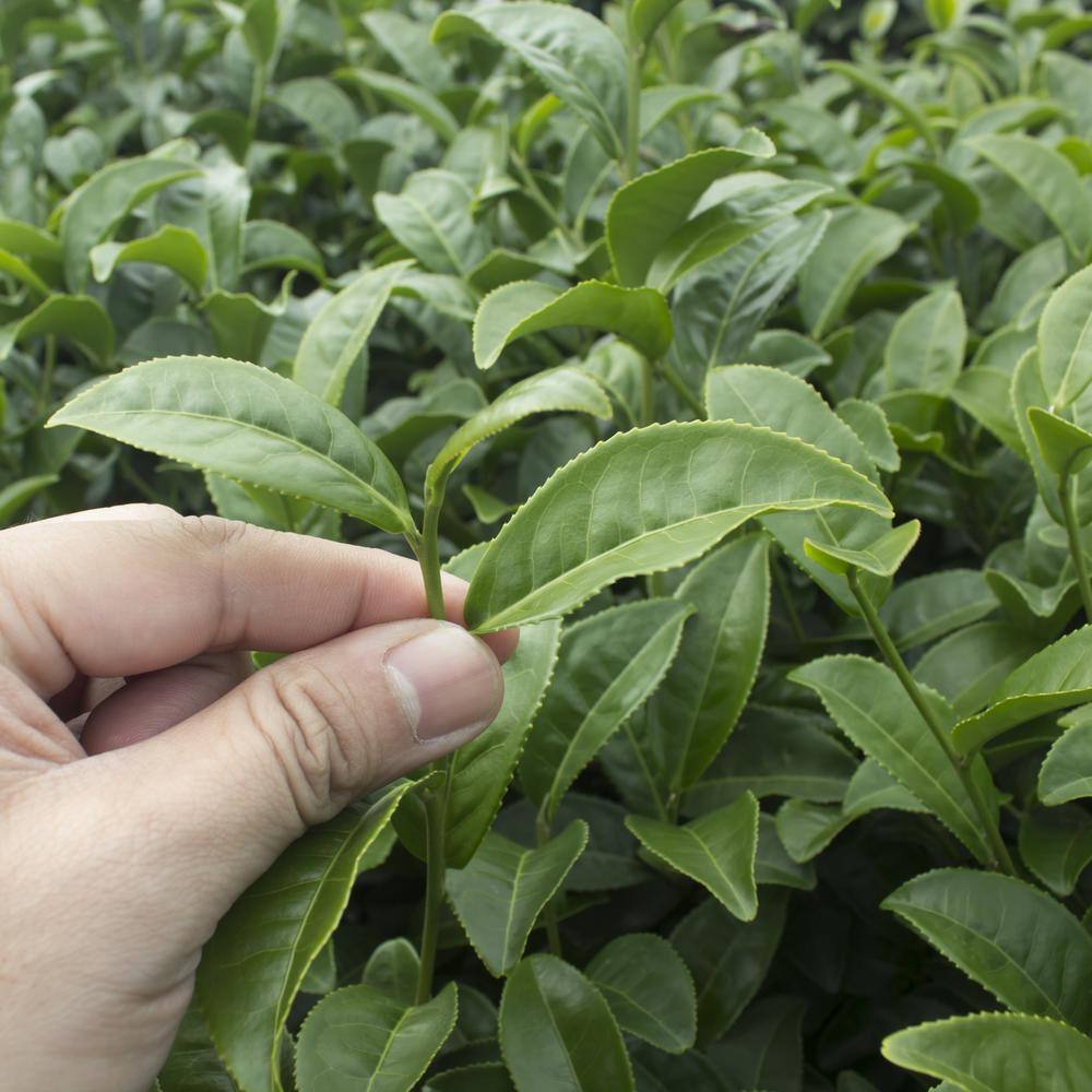 national PLANT NETWORK 3 gal. Camellia Sinensis Green Tea Shrub with White Flowers HD1668