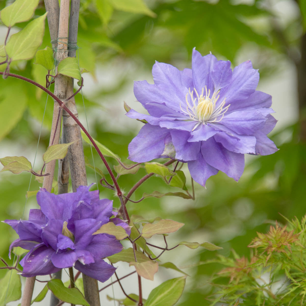 Crystal Fountain Clematis Vine， Bare Root Starter Perennial Plant (1-Pack)