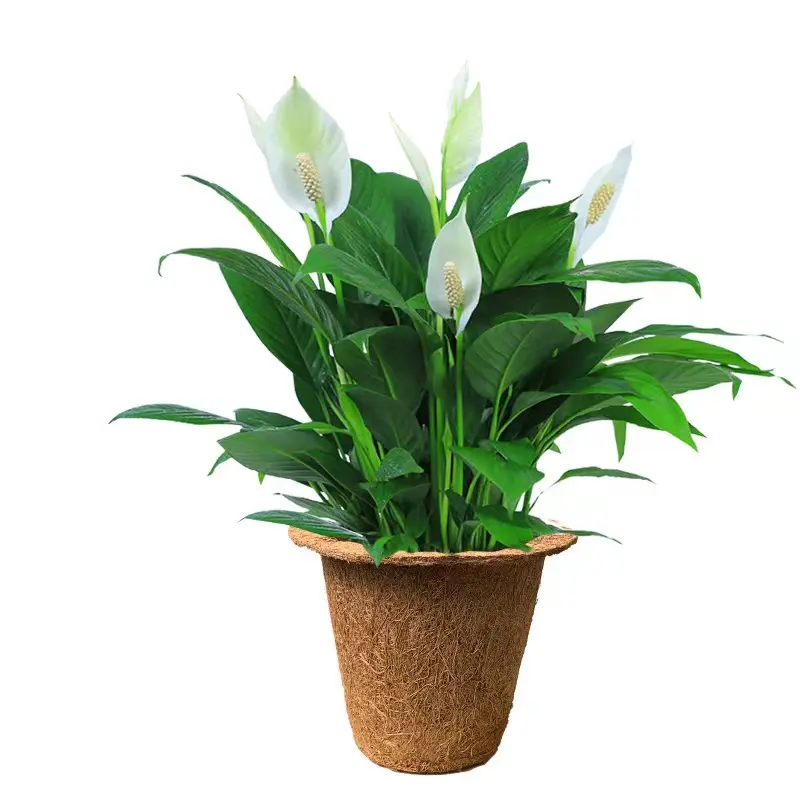 Coconut seedling pot green plant growth pot coconut flower pot manufacturers wholesale