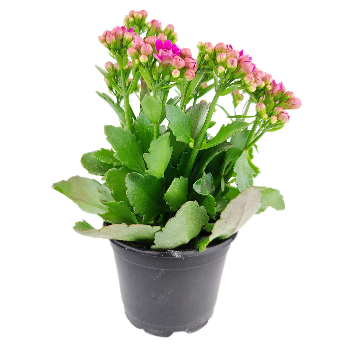 Kalanchoe blossfeldiana 'Calandiva Purple' (No Flower in 4.5