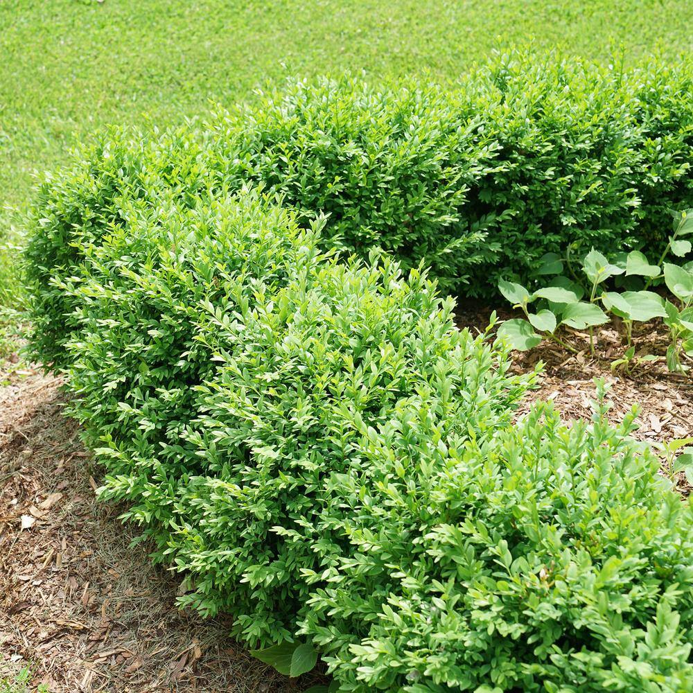 PROVEN WINNERS 1 Gal. North Star Boxwood Shrub 18188