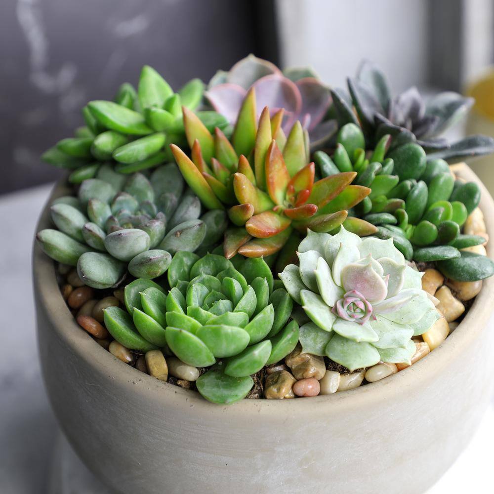 SMART PLANET 2IN Easy Care Live Succulent (6-Pack) 0881173