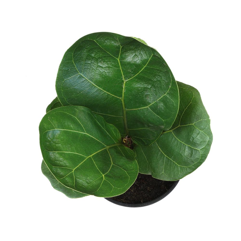 ALTMAN PLANTS 4.25 in. FICUS LYRATA - Fiddle Leaf Fig Houseplant 0880016