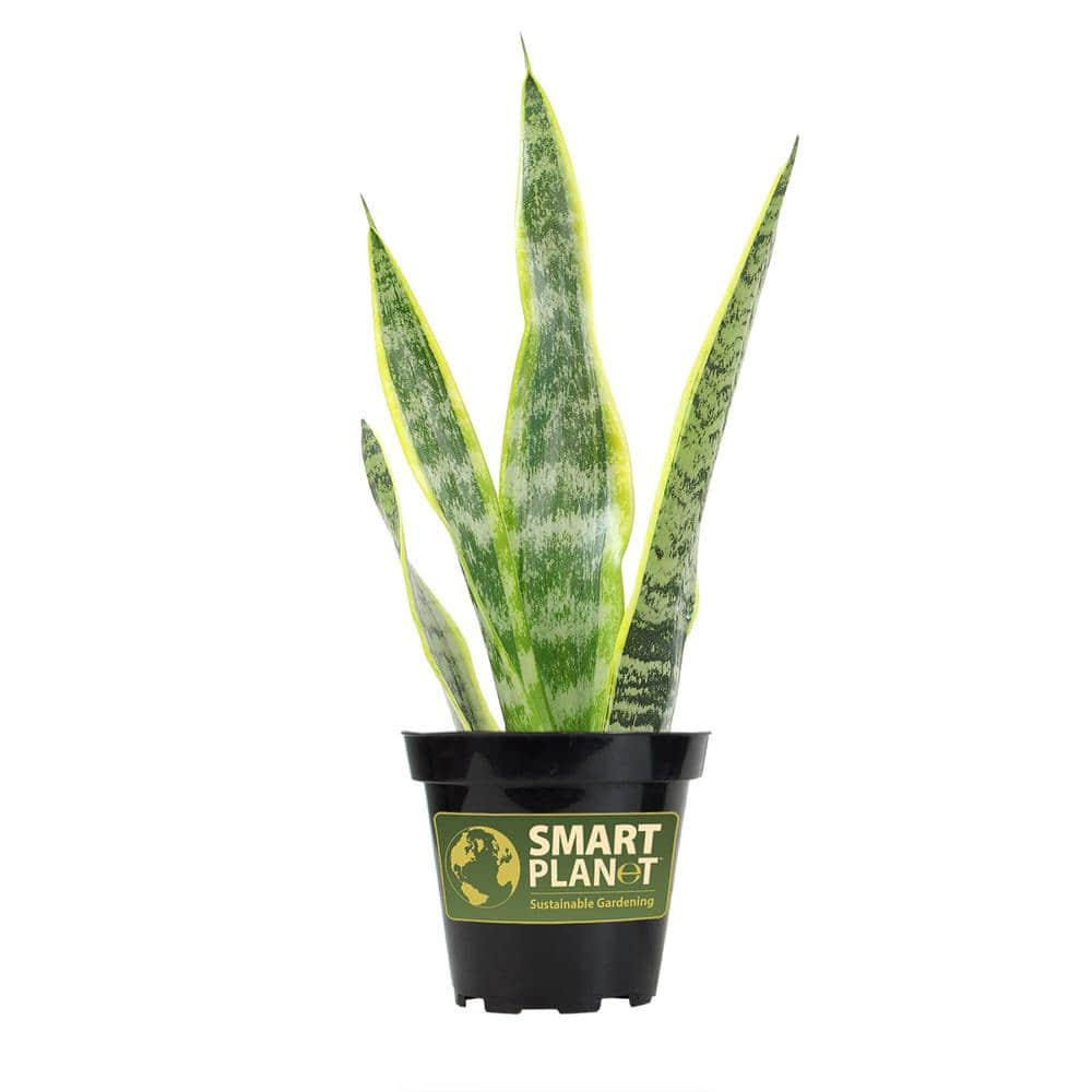 SMART PLANET Striped and Variegated Live Snake Plant (Sansevieria Laurentii) Air Purifying Houseplant in 4.25 in. Grower Pot 0880027