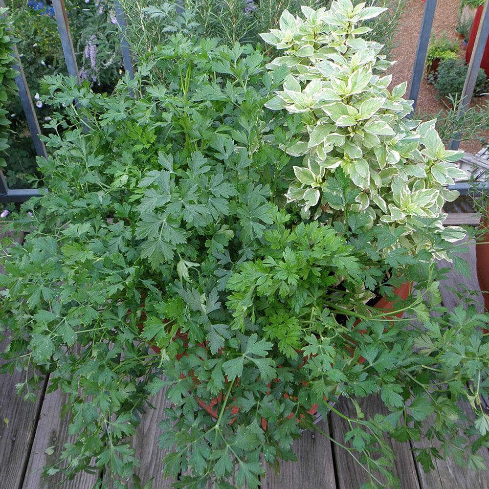 Bonnie Plants 2.32 qt. Cilantro Herb Plant 5027