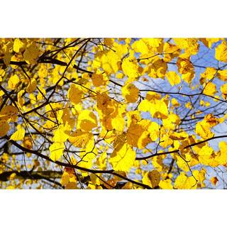 Online Orchards Littleleaf Linden Tree Bare Root SHLI002