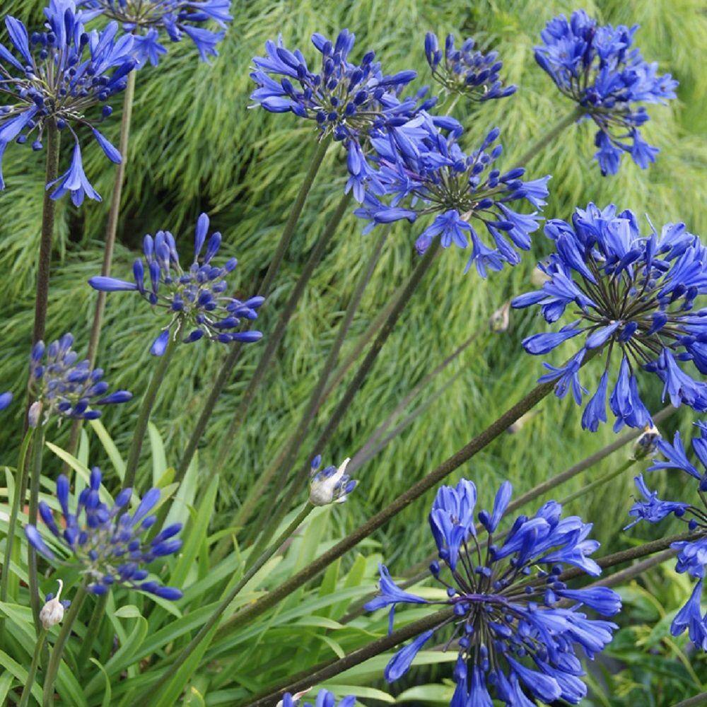 SOUTHERN LIVING 2.5 Qt. Little Blue Fountain Agapanthus With Deep Blue Flowers Live Perennial Plant 0287Q