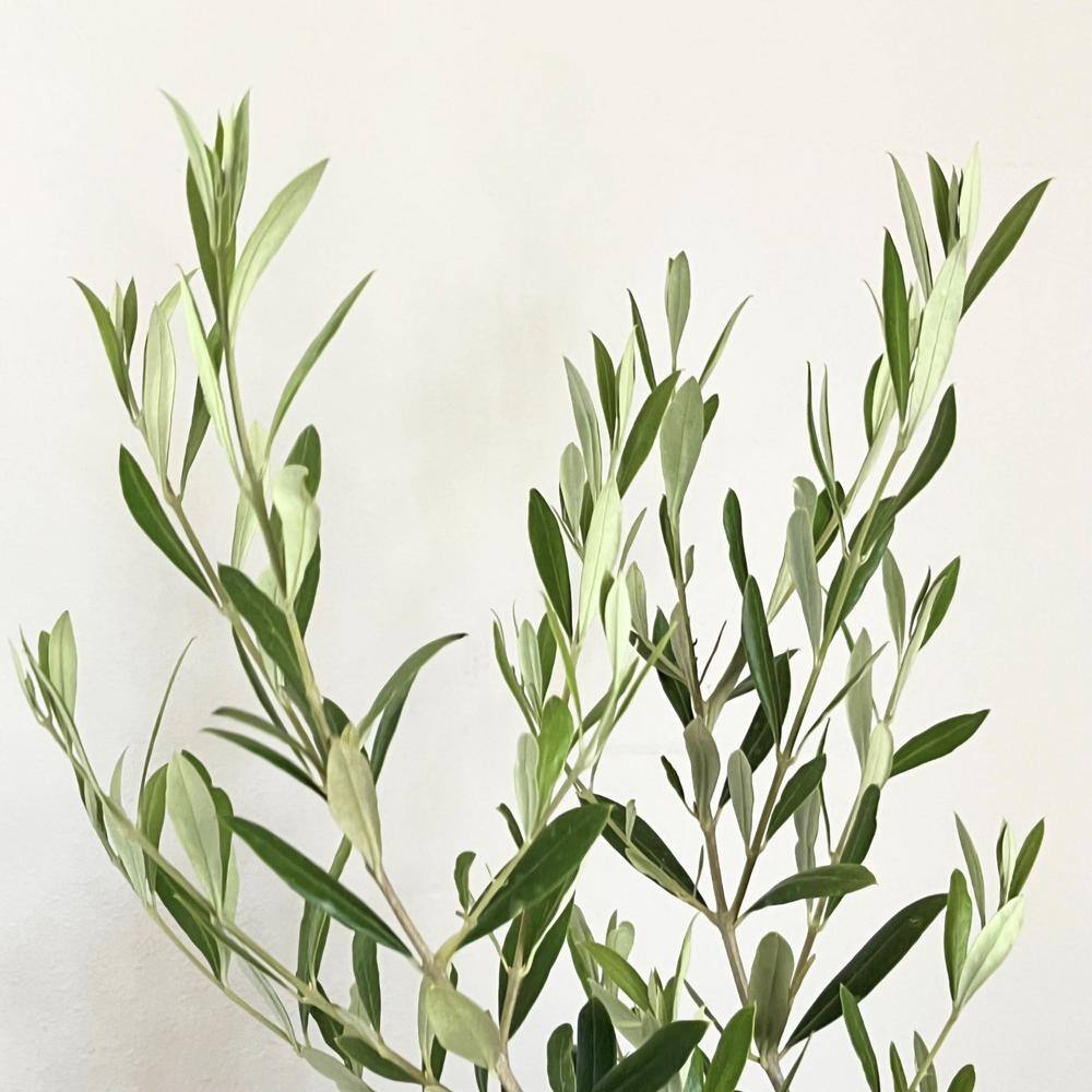 Alder  Oak #2 Container Leccino Olive Tree OLLE02
