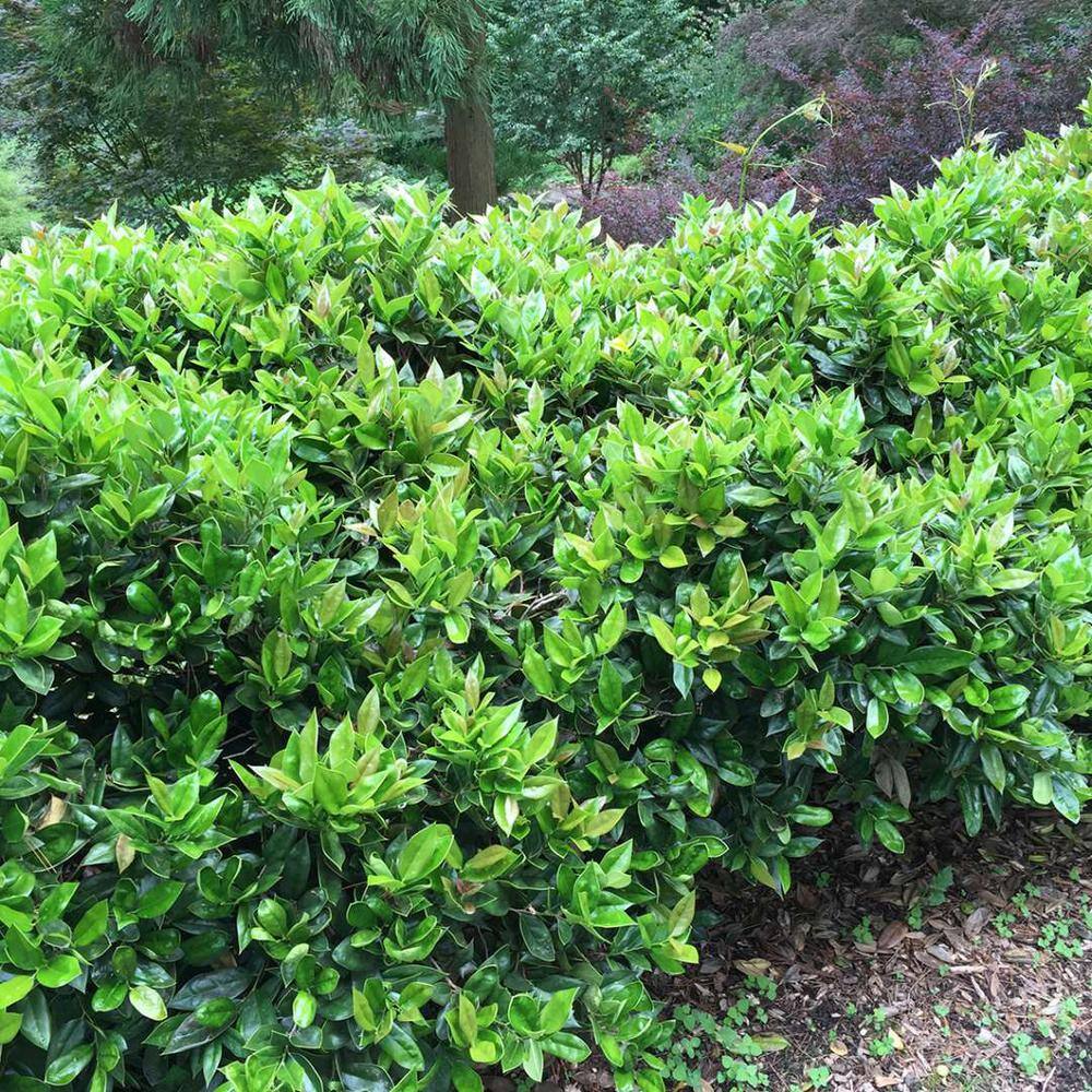 national PLANT NETWORK 2.25 Gal. Carissa Holly Plant HD7479