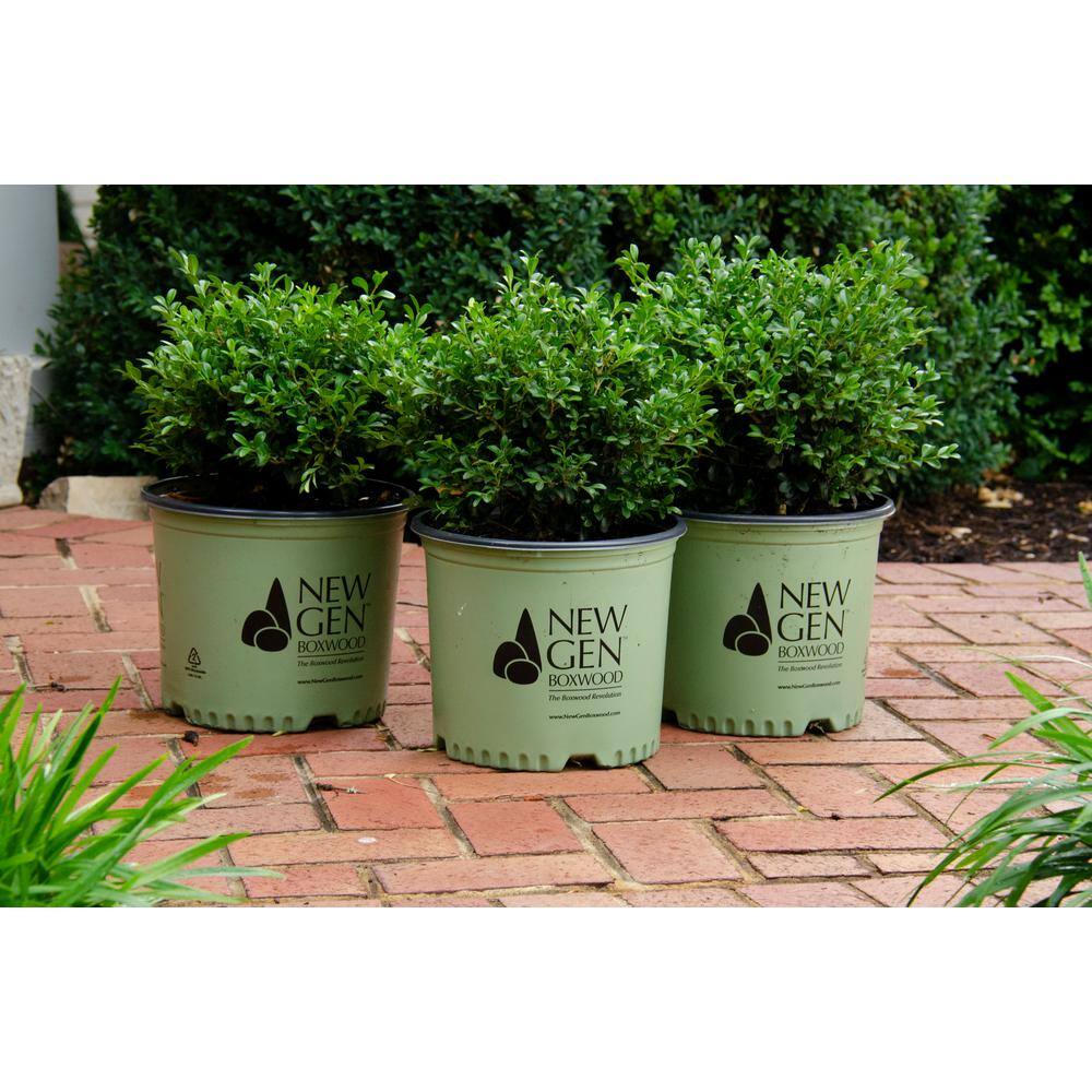 NewGen 3 Gal. Independence Boxwood (Buxus) Live Plant Easy Care Evergreen Deer Resistant Shrub with Deep Green Foliage 10435