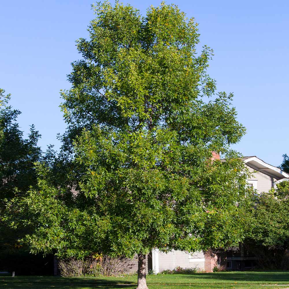 Patmore Green Ash Tree