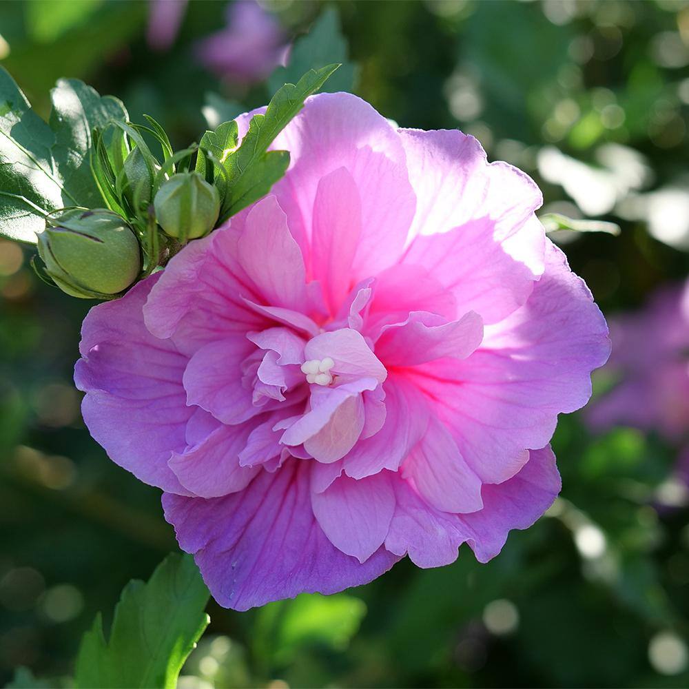 PROVEN WINNERS 2 Gal. Dark Lavender Chiffon Rose of Sharon (Hibiscus) Plant with Lavender Flowers 14481