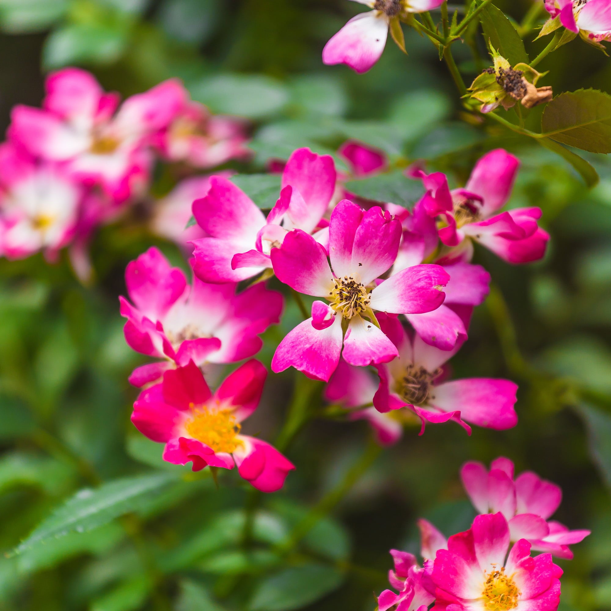 1 Gal. Pink Drift Rose Bush - Season Long Color