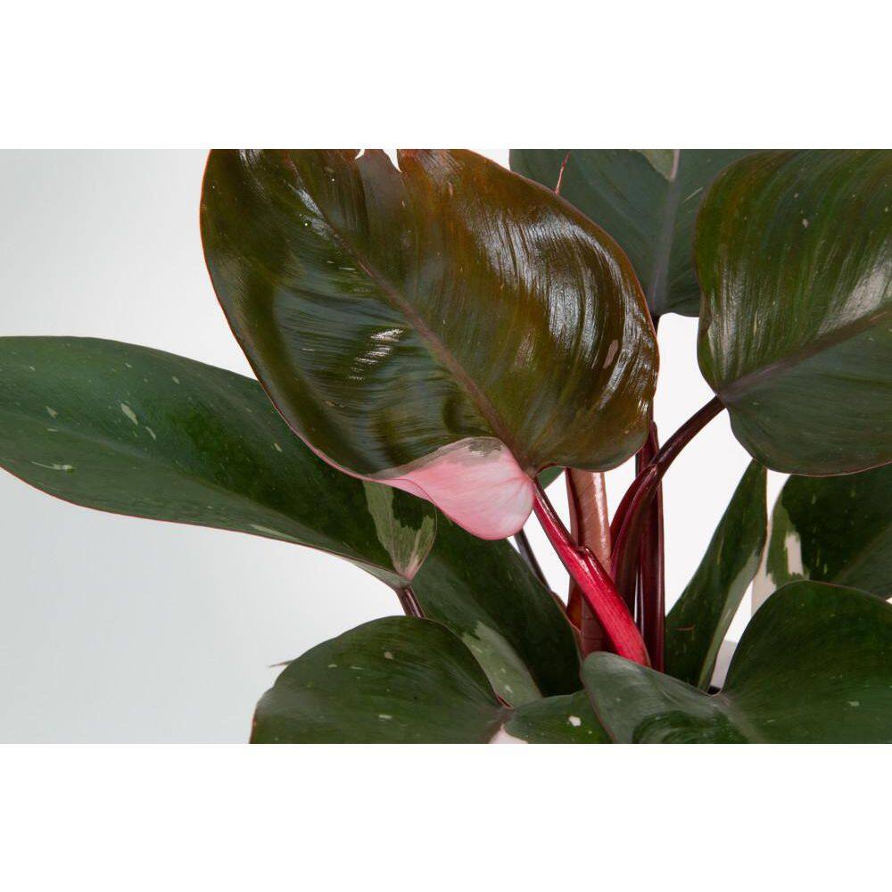 Costa Farms Philodendron Pink Princess Indoor Plant in 6 in. White Planter Avg. Shipping Height 1-2 ft. Tall M-PPP-P-WHT-01