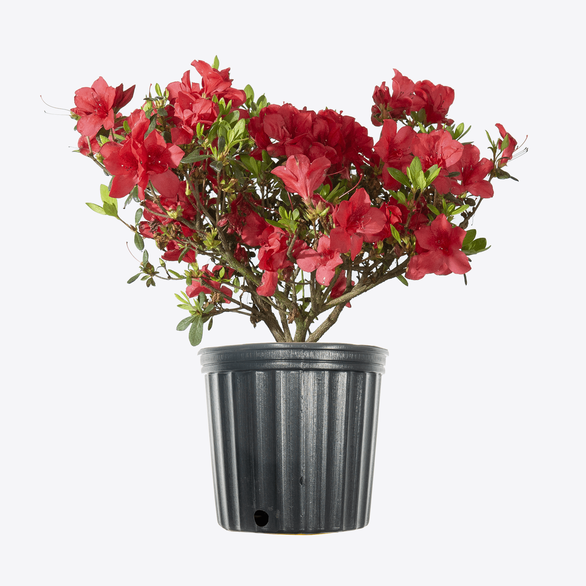 1 Gal. Red Ruffles Azalea Live Plant - Vibrant Red Blooms