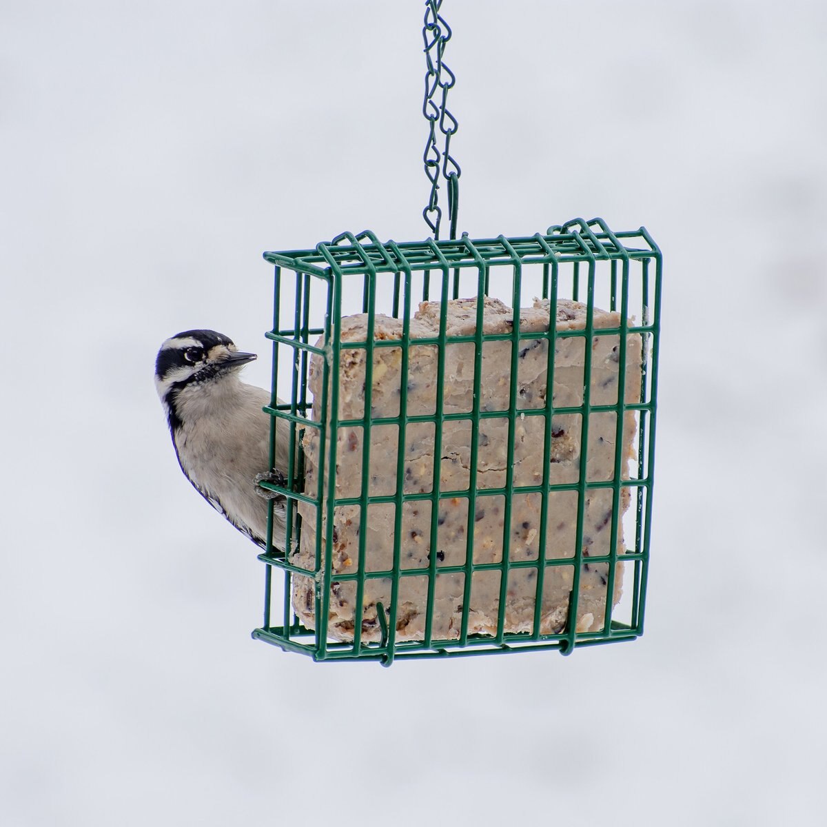 CandS Ez Fill Suet Basket Wild Bird Feeder