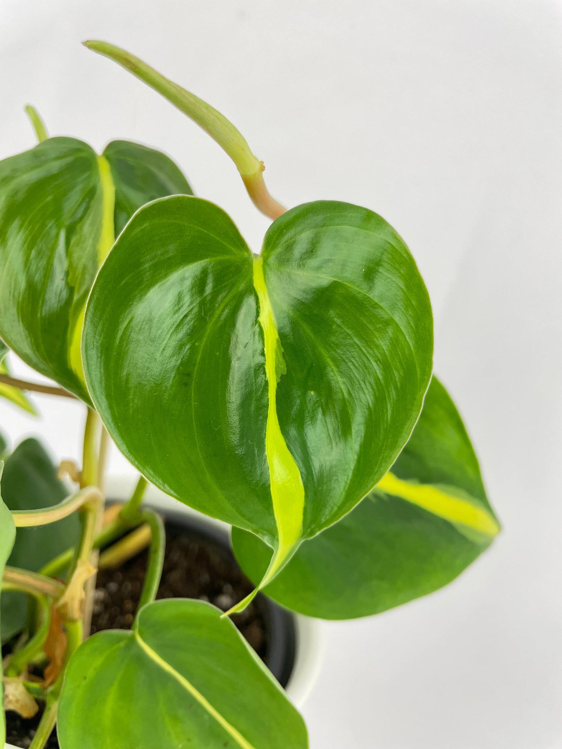 Philodendron Hederaceum Brasil