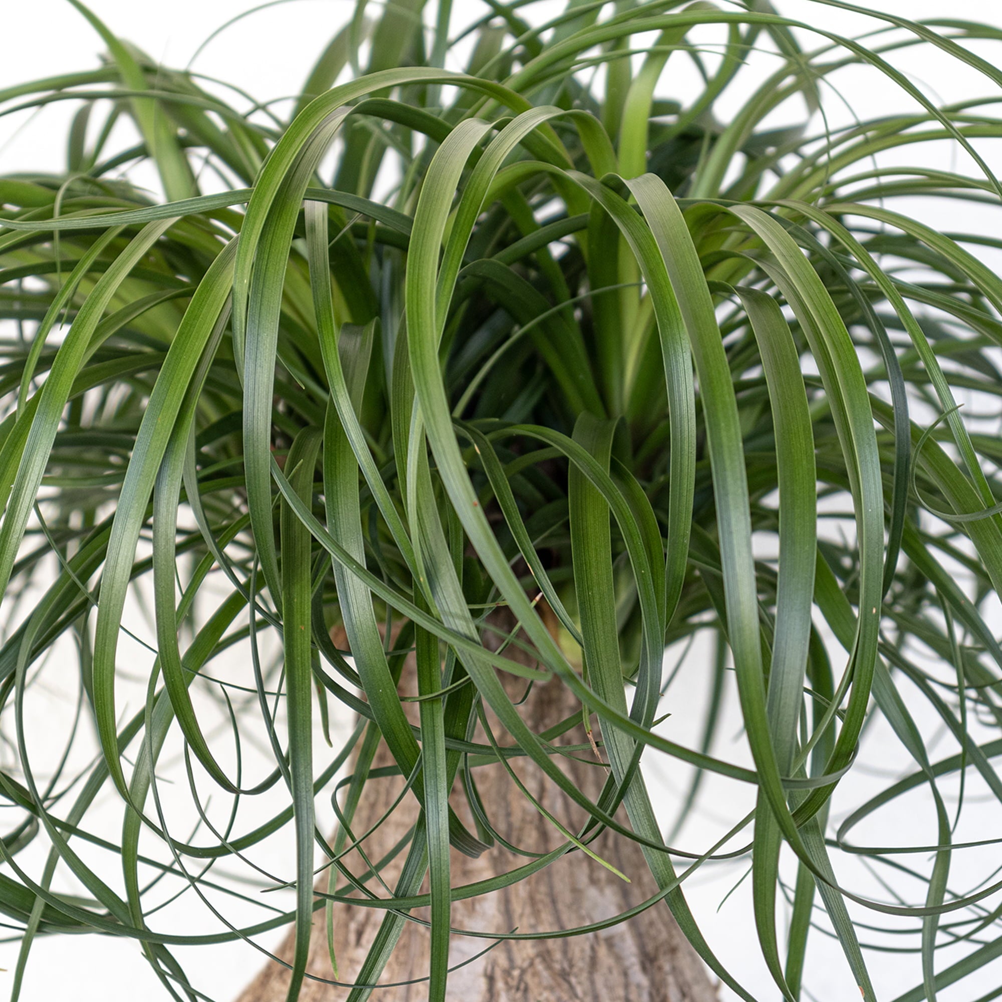 United Nursery Live Ponytail Palm 24-32in Tall Green Tropical houseplant in 10in Grower Pot