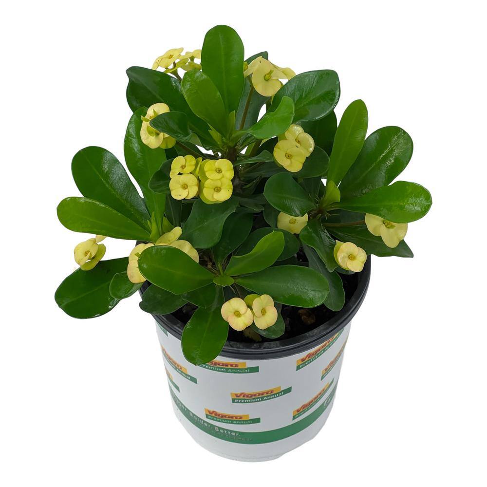 Vigoro 2.5 Qt. Crown of Thorns Plant Yellow Flowers in 6.33 In. Grower's Pot (2-Plants) DC1GCROWNYELL2