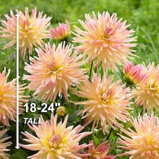 Vigoro Cabana Banana Cactus Dahlia Flower Bulbs Bare Roots (Bag of 4) ECS-199-04-02