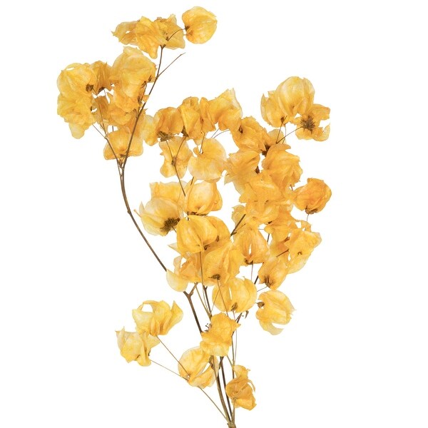 Vickerman 13.517 Aspen Gold Dried Cara Blossom Bundle，Preserved.