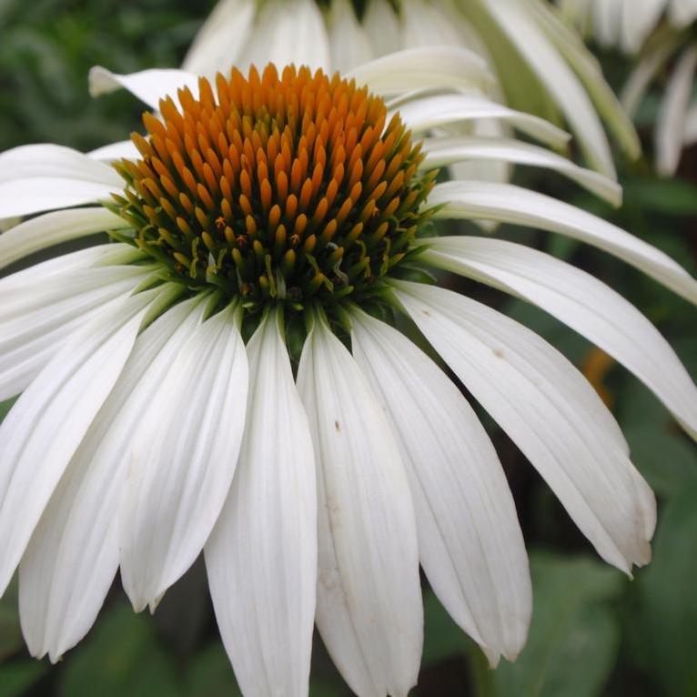 Classy Groundcovers - White Cone Flower Alba Coneflower， Hedgehog Coneflower {25 Pots - 3 1/2 inch Square}