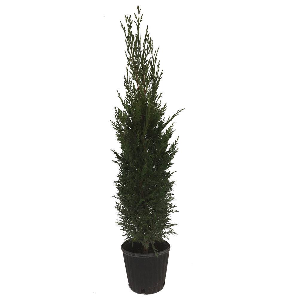 Leyland Cypress (Cuprocypris Leylandii) Tree 20943