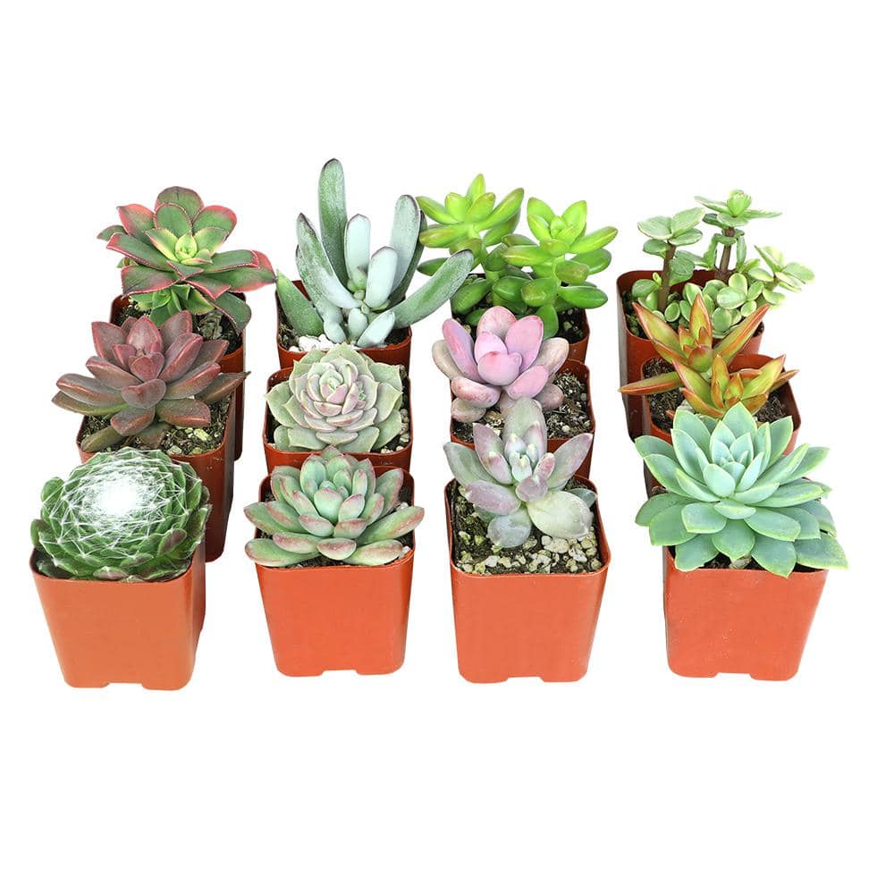 SMART PLANET Assorted Mini 2 in. Succulent (12-Pack) 0881149