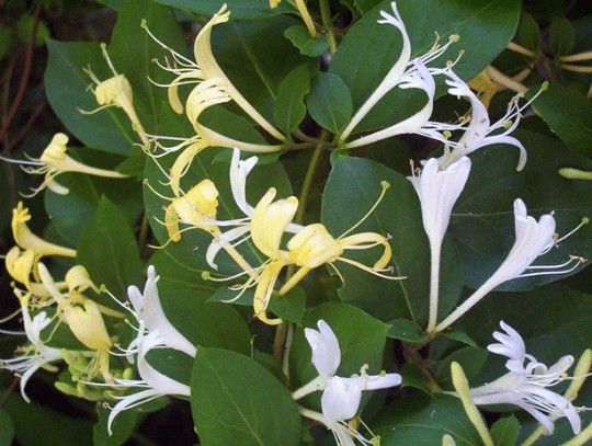 3 Honeysuckle Vine Plant， Rooted Vines - Small Plant 3.5 inch pot