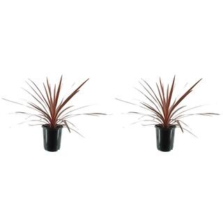 Annual Grass Cordyline australis Red Star 2.5 QT - (2-Pack) 1012