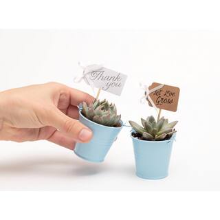 The Succulent Source 2 in. Wedding Event Rosette Succulents Plant with Blue Metal Pails and Let Love Grow Tags (30-Pack) 2-R-B-LLG-30