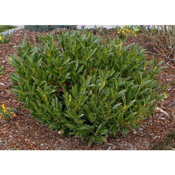 Online Orchards 1 Gal. Cherry Laurel Otto Luyken Shrub Hardy Fragrant Beautful Shrub Perfect for Hedge Plantings SBCL001