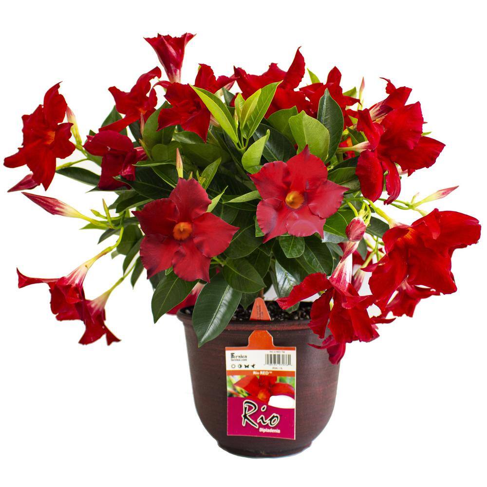 Rio 0.9 Gal. (#9) Dipladenia Flowering Annual Shrub with Red Blooms 1004124213