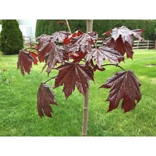 Online Orchards Crimson King Maple Tree Bare Root SHNM001