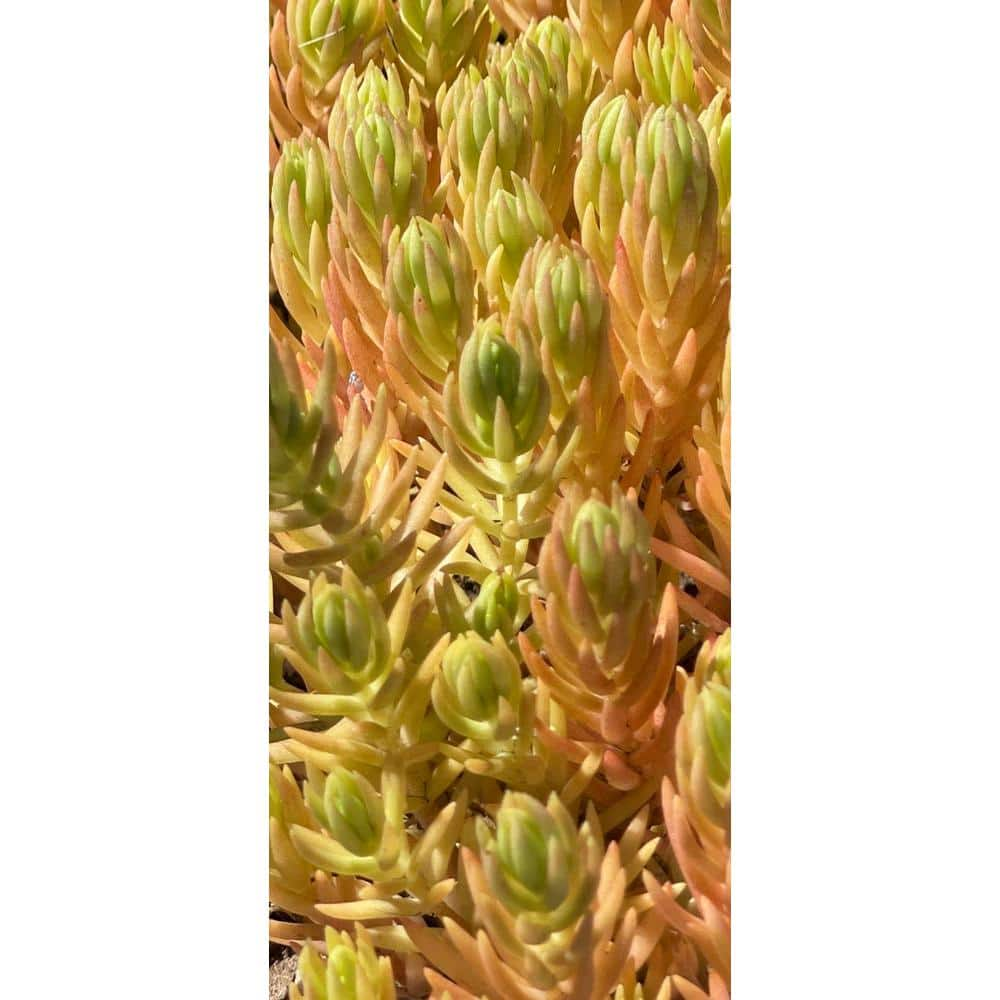 Zeus  Ruta Live Sedum Lemon Ball in Separate in Pots Pet-Safe (1-Pack) BG-39