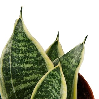 Snake Plant Laurentii Dwarf (Sansevieria Hahnii) Plant in 4 in. Grower Pot 4_SNAKE_OCEAN.STAR