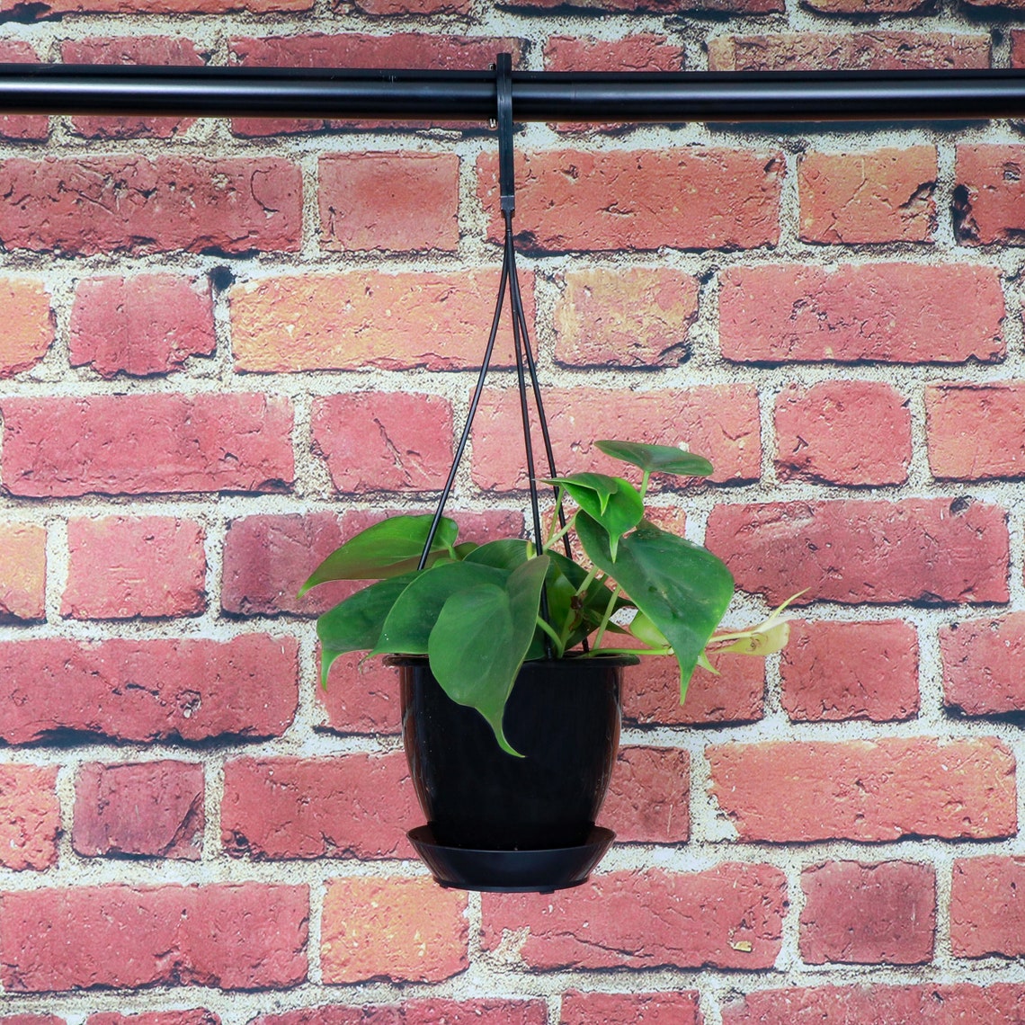 Live Green Philodendron Plant - 4