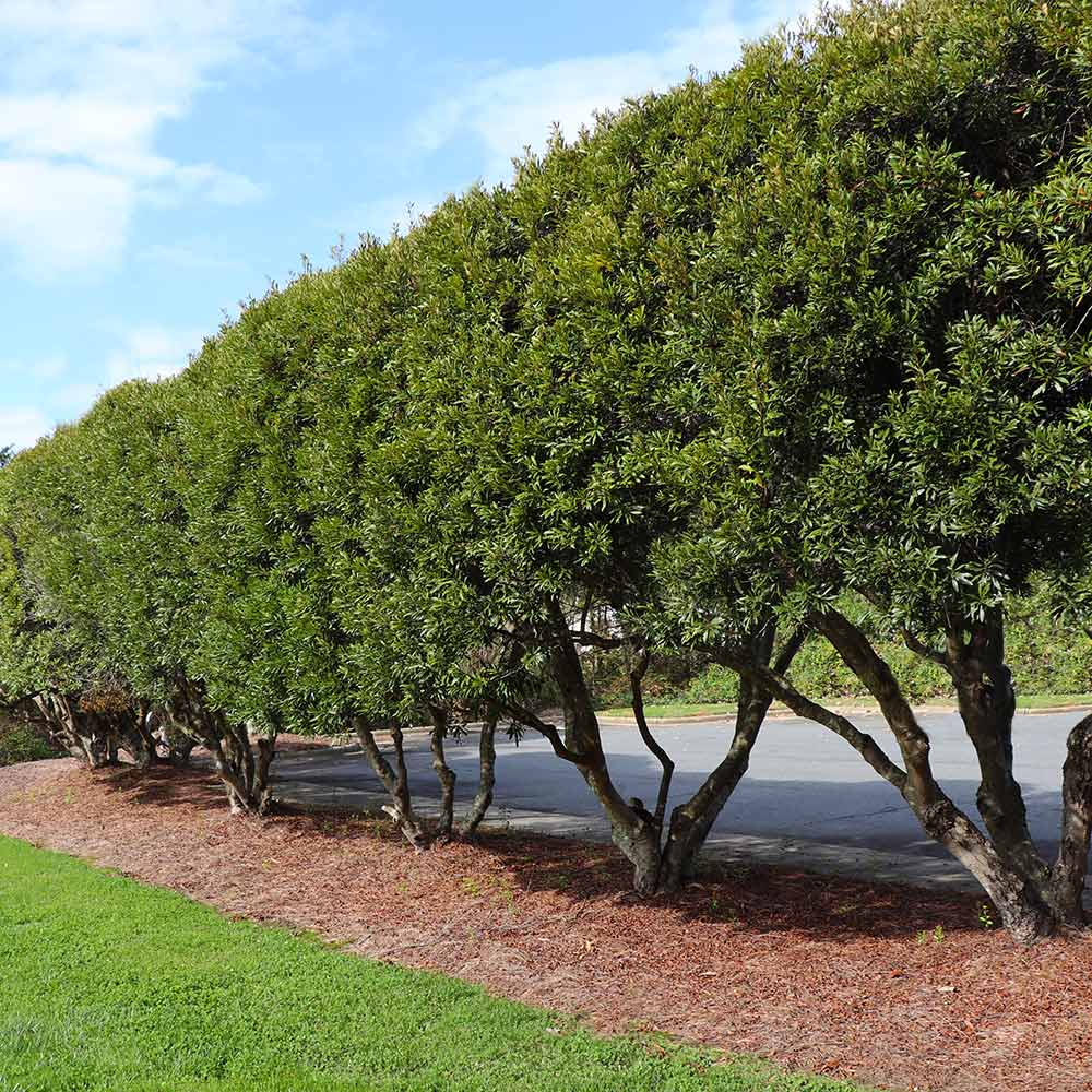 Wax Myrtle Tree