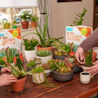 Back to the Roots 6-Quart Organic Succulent Mix Soil (8-pack) 47019