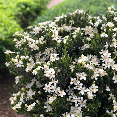 Daisy Gardenia