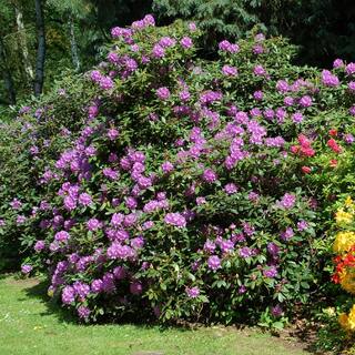 Brighter Blooms 3 Gal. Flowering Rhododendron with Shrub Lavender Blooms RHO-LAV3