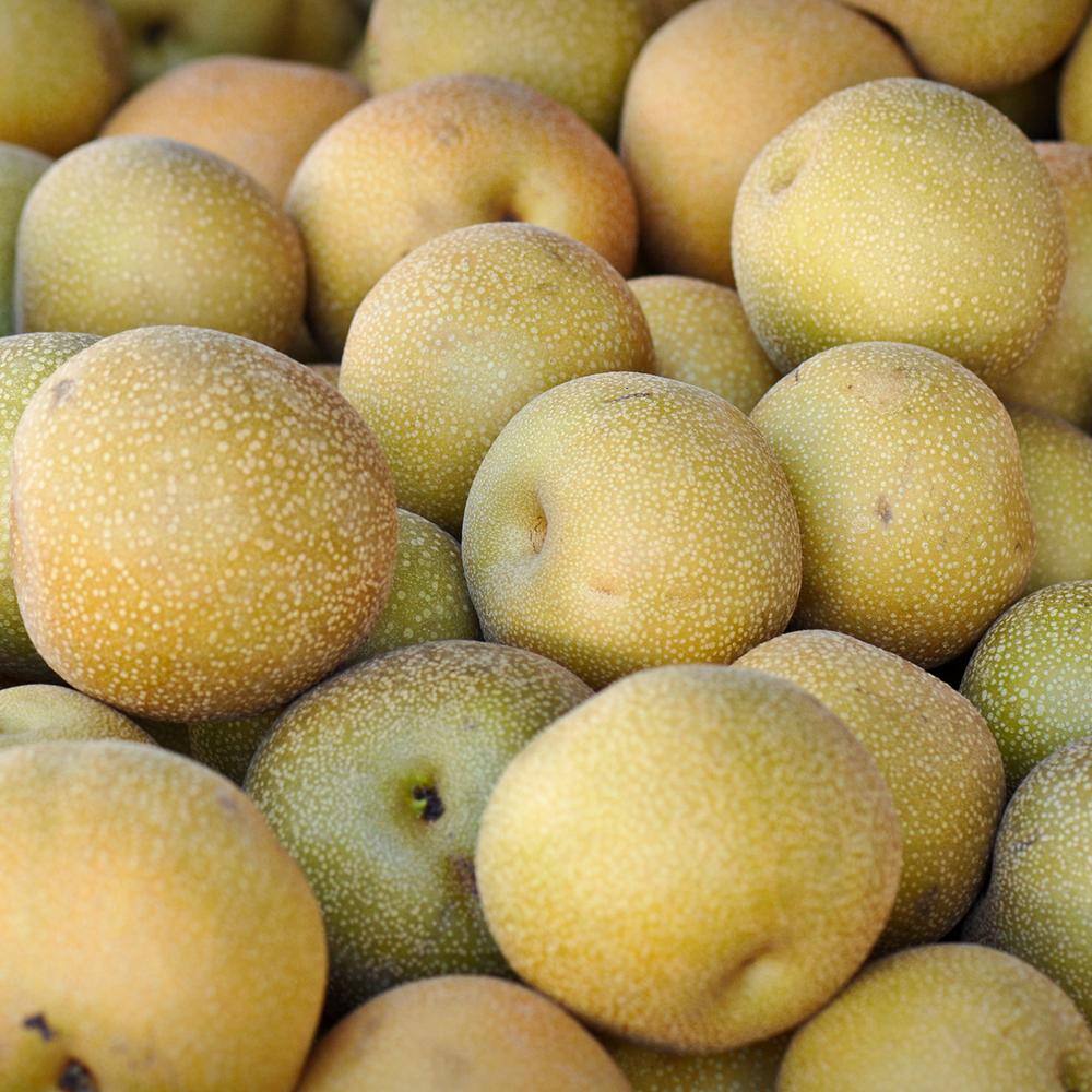 Perfect Plants 4-5 ft. Tall Shinko Asian Pear Tree in Grower's Pot Delicious Fruit THD00578