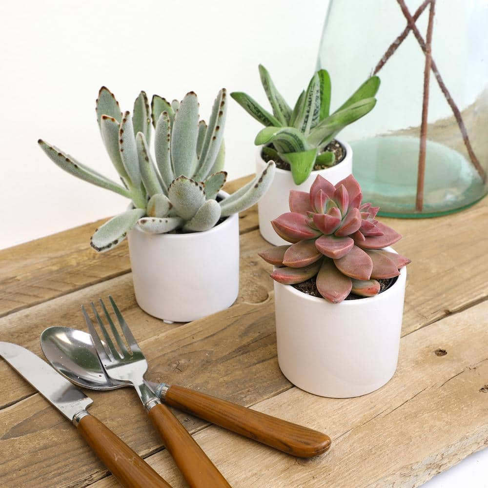 SMART PLANET 2.5 in. Assorted Succulent 3-Pack in White Glazed Clay Pot 0872546