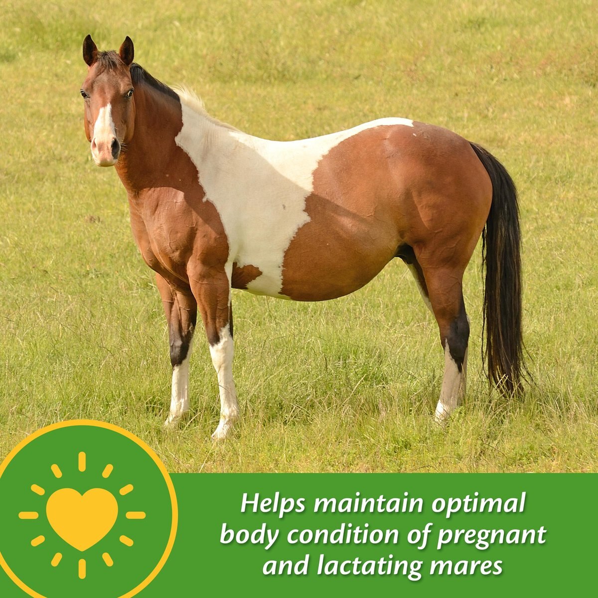 Farnam Mare Plus Gestation and Lactation Nutritional Pellets Horse Supplement