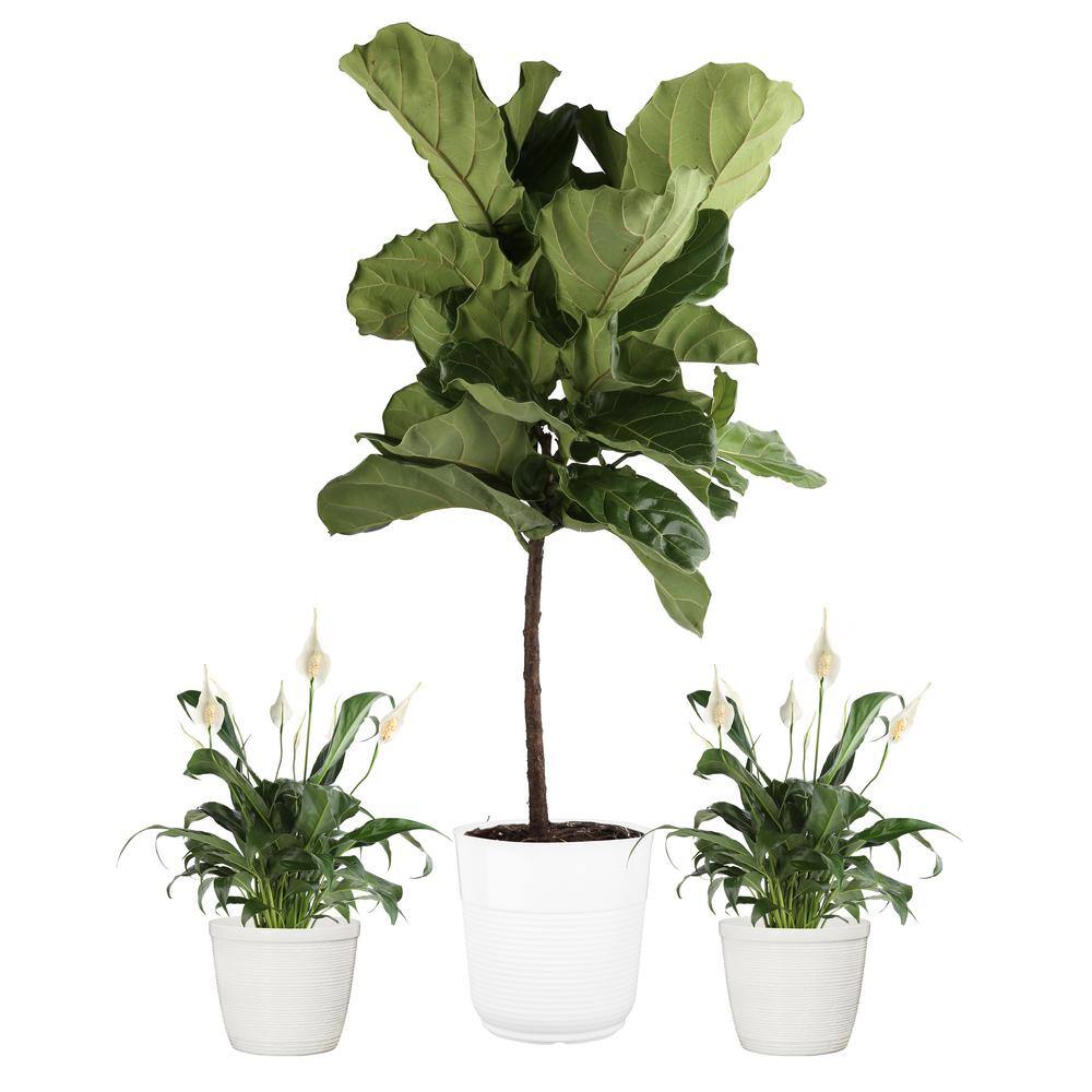 Vigoro 10 in. Fiddle Leaf Lyrata Standard and (2) 6 in. Spathiphyllum Peace Lily Plant in White Decor Planter (3 Pack) ML-LSP-S-VPW-03