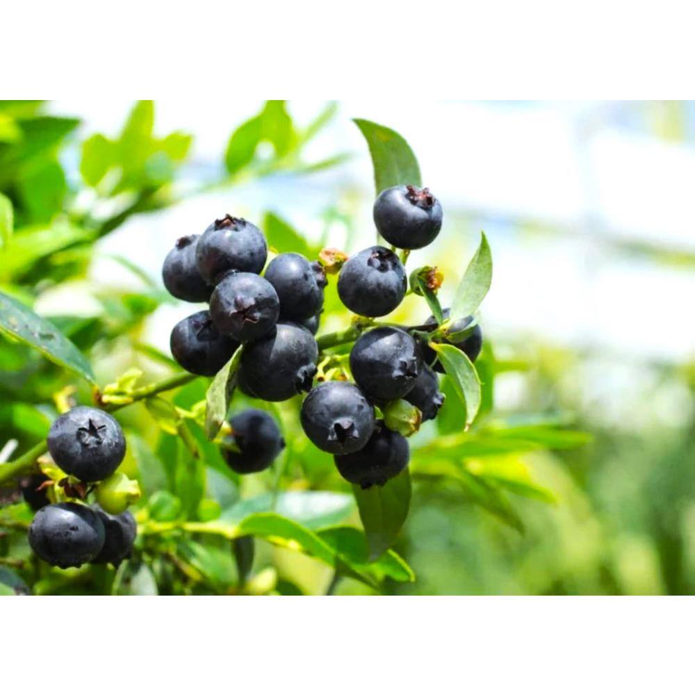 BUSHEL AND BERRY 10 in. Bushel and Berry Midnight Cascade Fruit Bearing Potted Blueberry Plant in Hanging Basket O8913H1