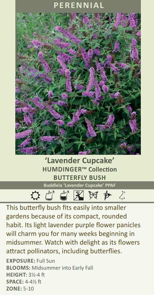 Humdinger® Lavender Cupcake Butterfly Bush - Buddleia - Compact - Gallon Pot