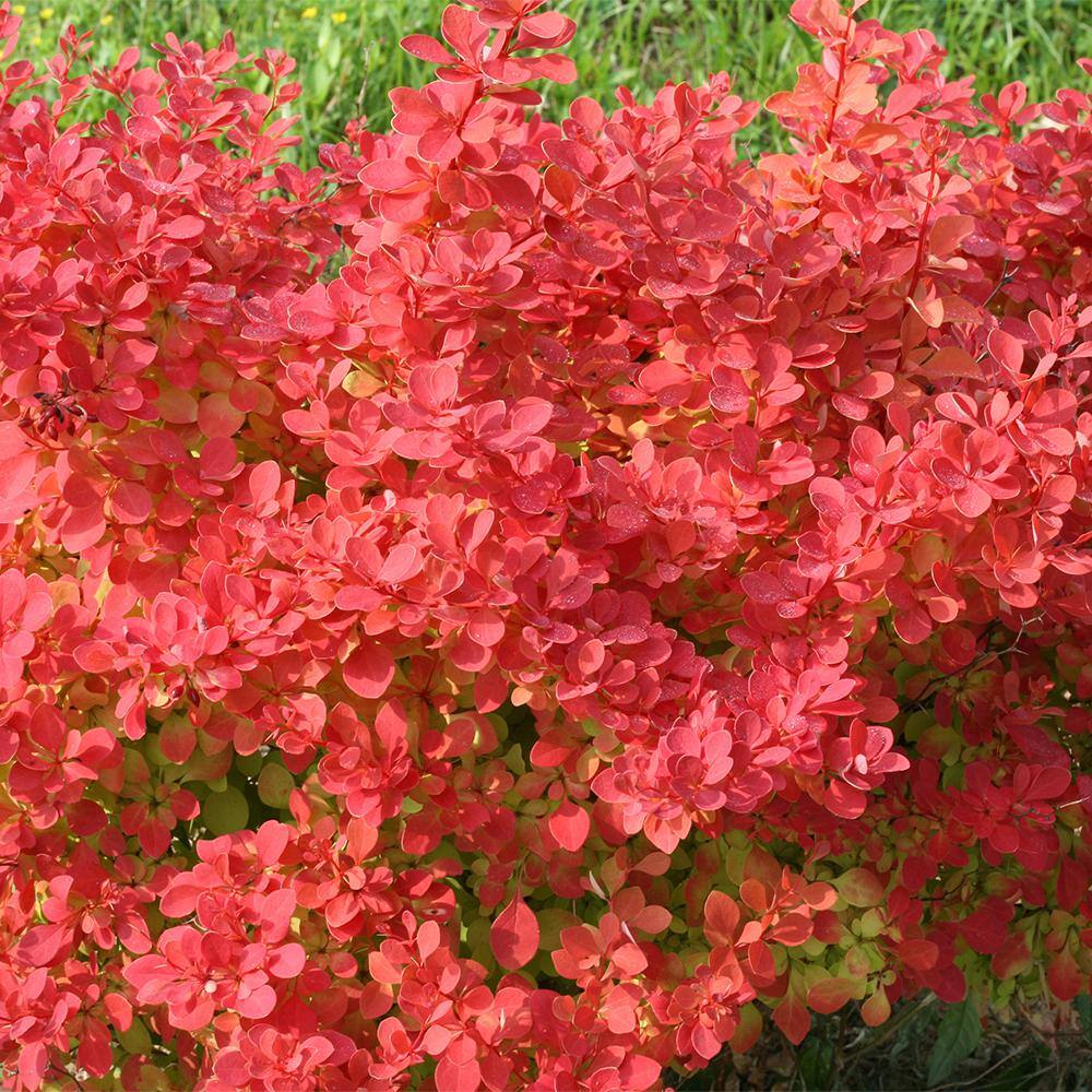 PROVEN WINNERS 2 Gal. Sunjoy Neo Barberry Shrub with Orange Foliage 17646